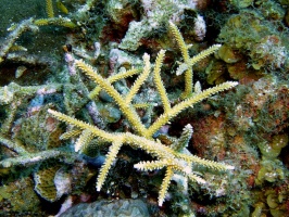092 Staghorn Coral IMG 6039